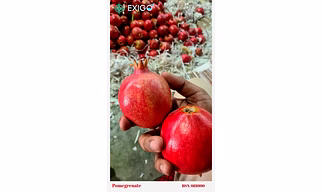 Pomegranate