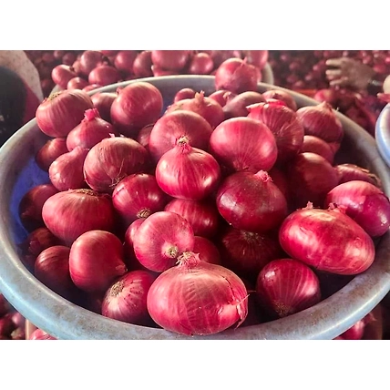 onion-1