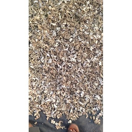 Dry Ginger-2