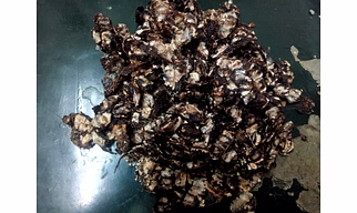 Tamarind, kari pulli variety, flower variety, boat variety with 15-20% seed