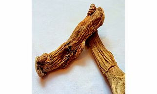 acorus calamus root/vach/bach/vasambu