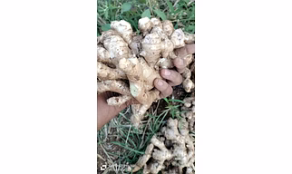Dry Ginger