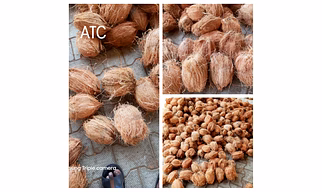Semi husked Coconut