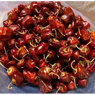 chilli 355