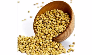 Coriander Eagle +