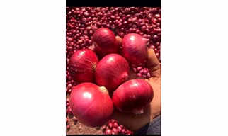 Red Onion