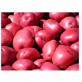 red potato