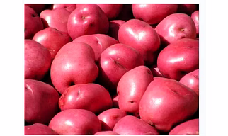 Red Potato