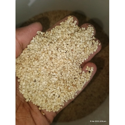 Sesame-1