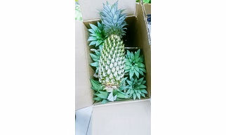Pineapple