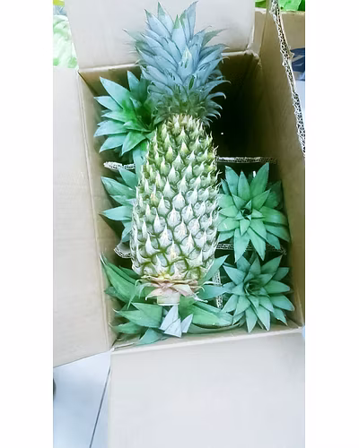 Pineapple-12690957