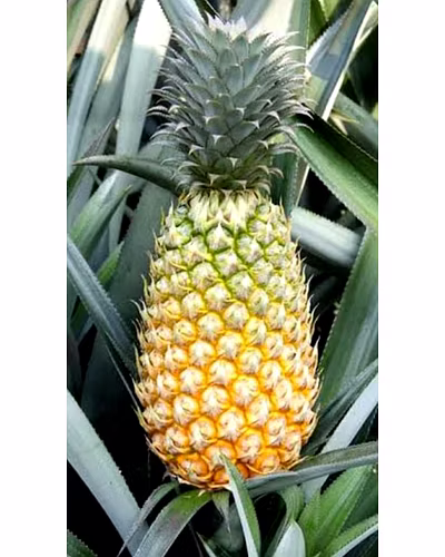 Pineapple-1