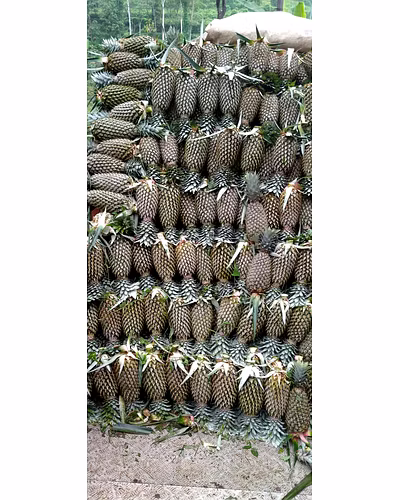 Pineapple-3