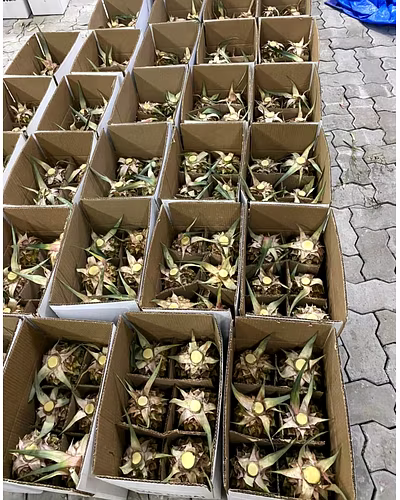 Pineapple-4