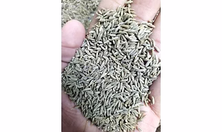 Cumin Seeds