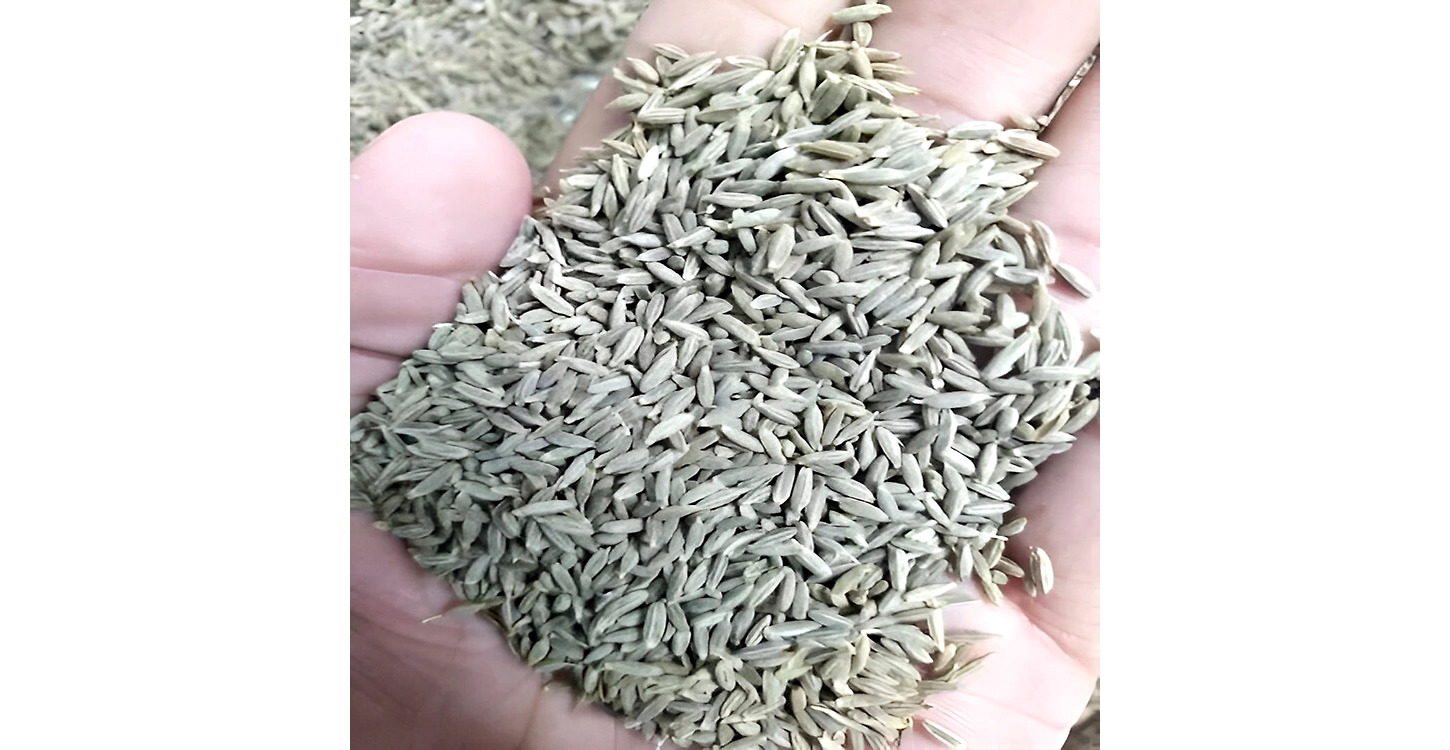 Cumin Seeds