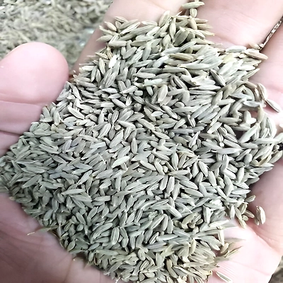 Cumin Seeds-2