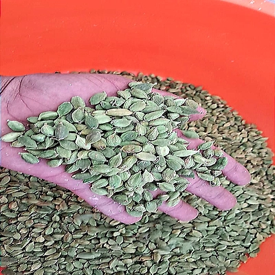 Green Cardamom-2