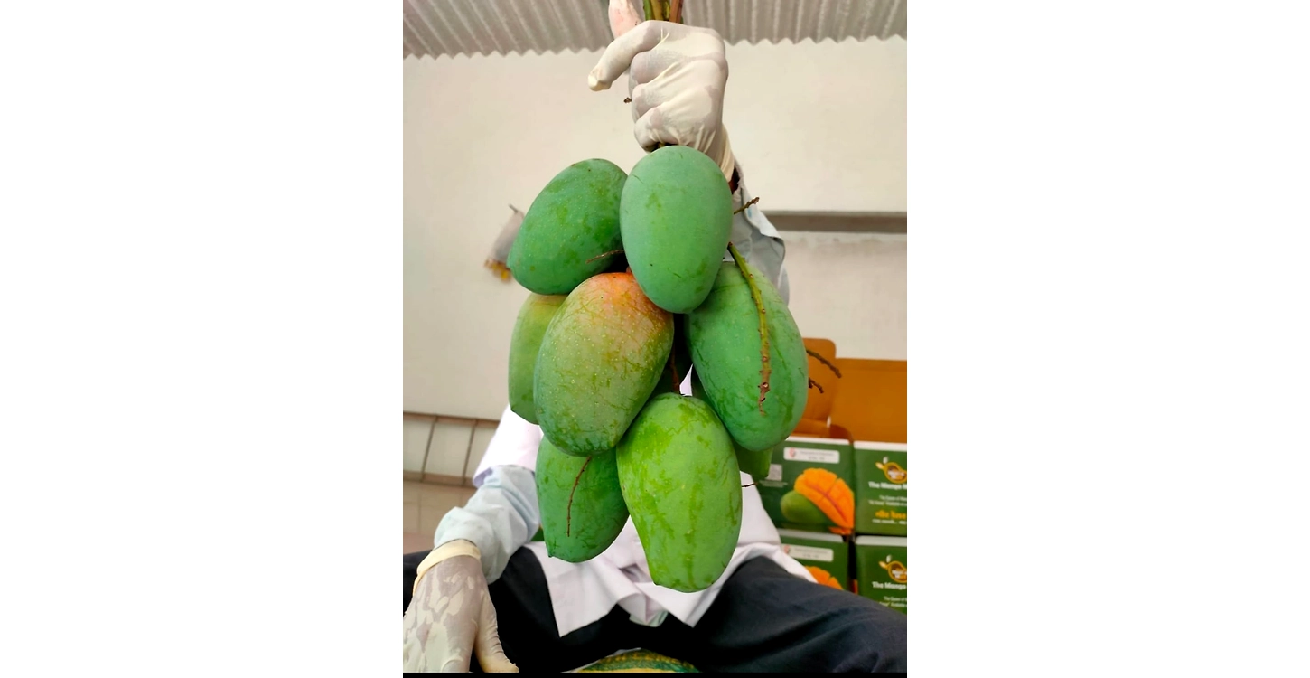 Mango