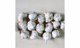White garlic bulb