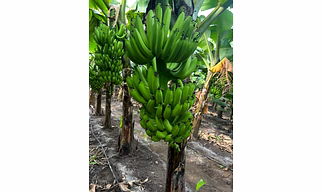 Premium G9 Cavendish Banana - Fresh from India