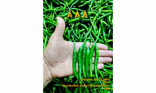 Premium G4 Gauri Green Chilli - High Pungency Export Quality