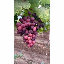 exquisite indian super sonaka fresh grapes - premium quality sweetness