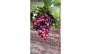Exquisite Indian Super Sonaka Fresh Grapes - Premium Quality Sweetness