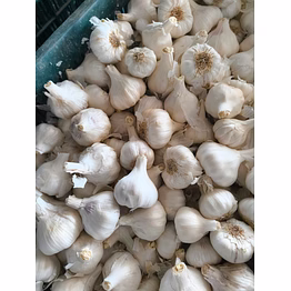garlic