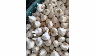 Garlic