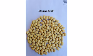 Whole Blanched Peanut
