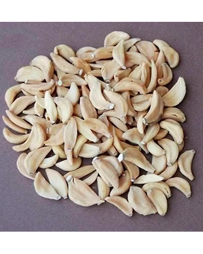 Garlic flakes-12691519