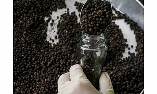 Black pepper
