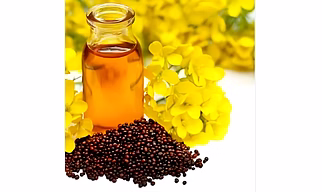 Black mustard