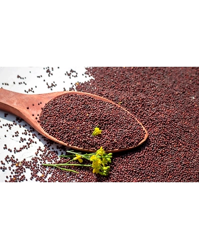 Black mustard-1