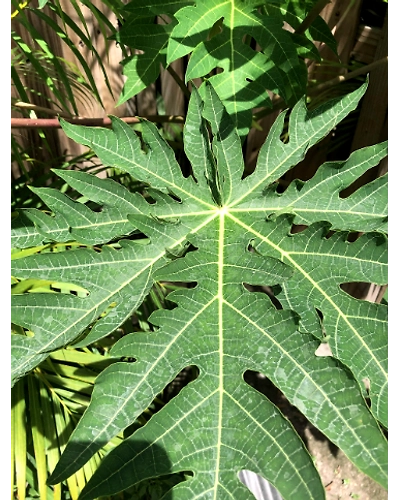 Papaya leaf powder-2