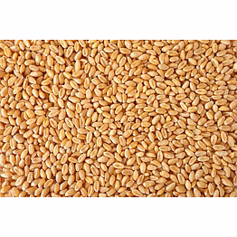 wheat