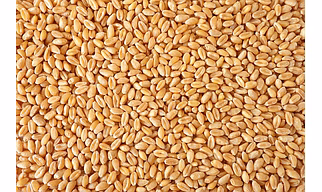 Wheat