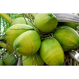 Green Coconuts