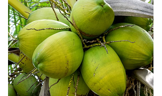 Green Coconuts