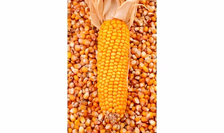 Maize/Corn