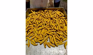 Turmeric Finger