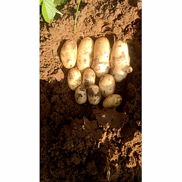 santana potato