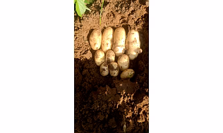 Santana potato