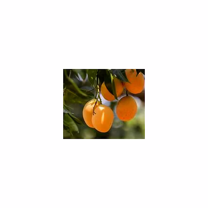 Mango-12705011
