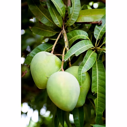 Mango-12709099