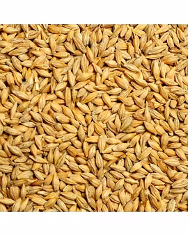 Barley