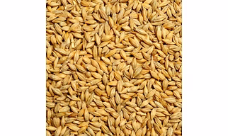 Barley