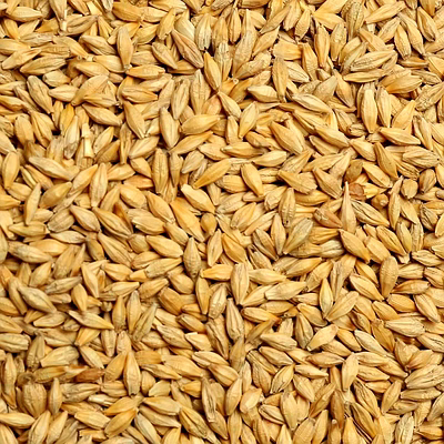 ptc global barley