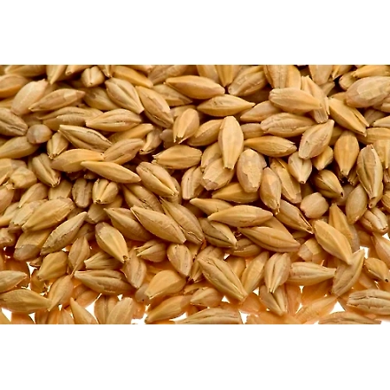 Barley